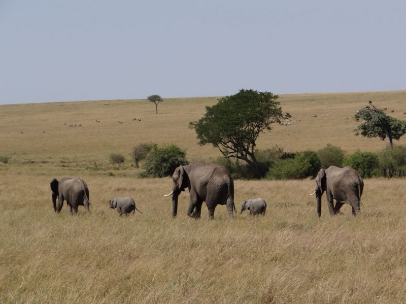 Elefantenkühe mit Nachwuchs